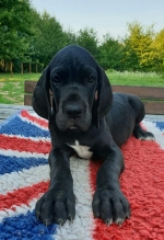 vom Trojangold, hodowla Owczarków Niemieckich Długowłosych