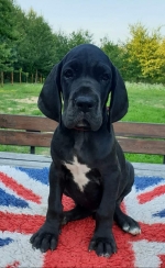 vom Trojangold, hodowla Owczarków Niemieckich Długowłosych