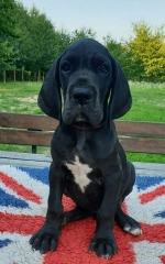 vom Trojangold, hodowla Owczarków Niemieckich Długowłosych