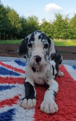 vom Trojangold, hodowla Owczarków Niemieckich Długowłosych