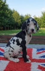 vom Trojangold, hodowla Owczarków Niemieckich Długowłosych