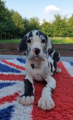 vom Trojangold, hodowla Owczarków Niemieckich Długowłosych