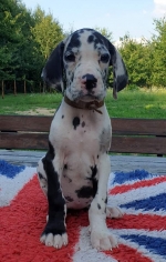 vom Trojangold, hodowla Owczarków Niemieckich Długowłosych