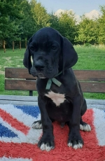 vom Trojangold, hodowla Owczarków Niemieckich Długowłosych