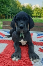 vom Trojangold, hodowla Owczarków Niemieckich Długowłosych