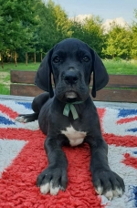 vom Trojangold, hodowla Owczarków Niemieckich Długowłosych