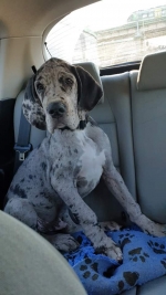 vom Trojangold, hodowla Owczarków Niemieckich Długowłosych