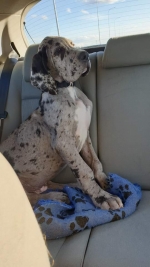 vom Trojangold, hodowla Owczarków Niemieckich Długowłosych