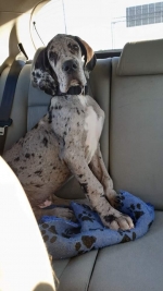 vom Trojangold, hodowla Owczarków Niemieckich Długowłosych