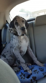 vom Trojangold, hodowla Owczarków Niemieckich Długowłosych