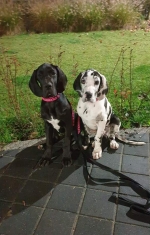 vom Trojangold, hodowla Owczarków Niemieckich Długowłosych