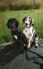 vom Trojangold, hodowla Owczarków Niemieckich Długowłosych