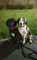 vom Trojangold, hodowla Owczarków Niemieckich Długowłosych