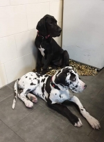 vom Trojangold, hodowla Owczarków Niemieckich Długowłosych