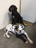 vom Trojangold, hodowla Owczarków Niemieckich Długowłosych