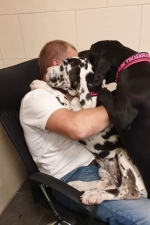 vom Trojangold, hodowla Owczarków Niemieckich Długowłosych