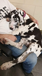 vom Trojangold, hodowla Owczarków Niemieckich Długowłosych