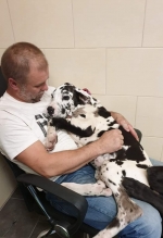 vom Trojangold, hodowla Owczarków Niemieckich Długowłosych