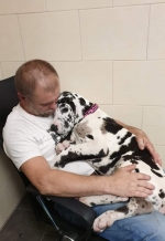 vom Trojangold, hodowla Owczarków Niemieckich Długowłosych