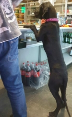 vom Trojangold, hodowla Owczarków Niemieckich Długowłosych