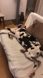 vom Trojangold, hodowla Owczarków Niemieckich Długowłosych