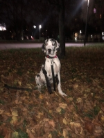 vom Trojangold, hodowla Owczarków Niemieckich Długowłosych