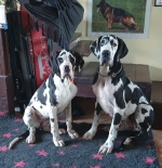 vom Trojangold, hodowla Owczarków Niemieckich Długowłosych