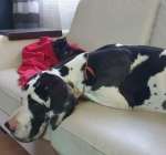 vom Trojangold, hodowla Owczarków Niemieckich Długowłosych