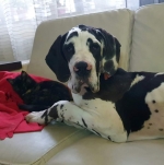 vom Trojangold, hodowla Owczarków Niemieckich Długowłosych