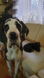 vom Trojangold, hodowla Owczarków Niemieckich Długowłosych