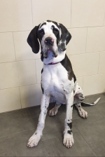 vom Trojangold, hodowla Owczarków Niemieckich Długowłosych