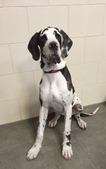 vom Trojangold, hodowla Owczarków Niemieckich Długowłosych