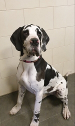 vom Trojangold, hodowla Owczarków Niemieckich Długowłosych