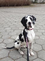 vom Trojangold, hodowla Owczarków Niemieckich Długowłosych