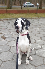 vom Trojangold, hodowla Owczarków Niemieckich Długowłosych