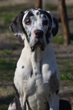 vom Trojangold, hodowla Owczarków Niemieckich Długowłosych