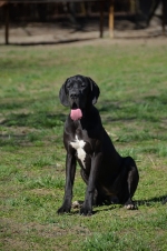 vom Trojangold, hodowla Owczarków Niemieckich Długowłosych