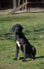 vom Trojangold, hodowla Owczarków Niemieckich Długowłosych