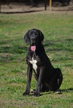 vom Trojangold, hodowla Owczarków Niemieckich Długowłosych