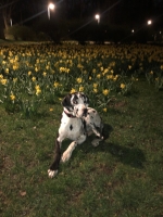 vom Trojangold, hodowla Owczarków Niemieckich Długowłosych