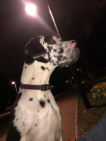 vom Trojangold, hodowla Owczarków Niemieckich Długowłosych