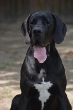 vom Trojangold, hodowla Owczarków Niemieckich Długowłosych