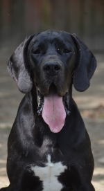 vom Trojangold, hodowla Owczarków Niemieckich Długowłosych