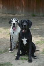 vom Trojangold, hodowla Owczarków Niemieckich Długowłosych