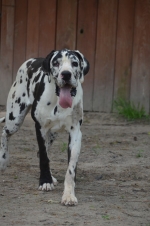 vom Trojangold, hodowla Owczarków Niemieckich Długowłosych