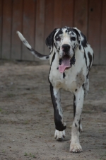 vom Trojangold, hodowla Owczarków Niemieckich Długowłosych