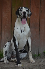 vom Trojangold, hodowla Owczarków Niemieckich Długowłosych