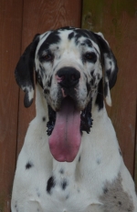 vom Trojangold, hodowla Owczarków Niemieckich Długowłosych