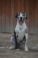 vom Trojangold, hodowla Owczarków Niemieckich Długowłosych