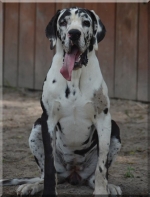 vom Trojangold, hodowla Owczarków Niemieckich Długowłosych